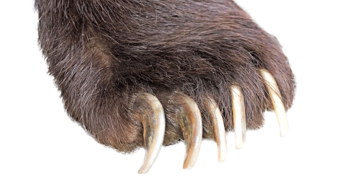 Bear claw