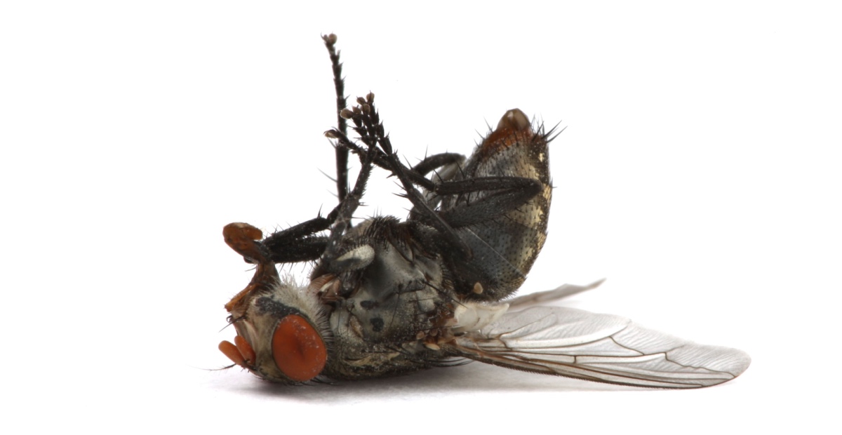 Dead fly