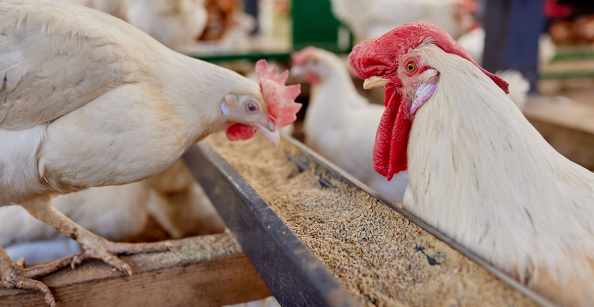 Chicken feed
