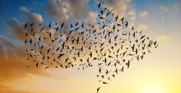 Migrating birds