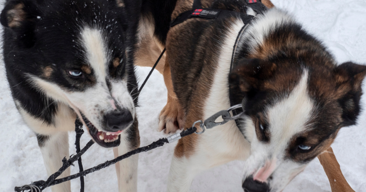 Dogs on leashes growling in the snow