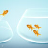 Gold fish jumps to bigger bowl
