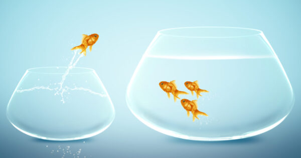 Gold fish jumps to bigger bowl